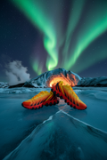 Nike Air Max DN8 - Aurores Boréales Islande